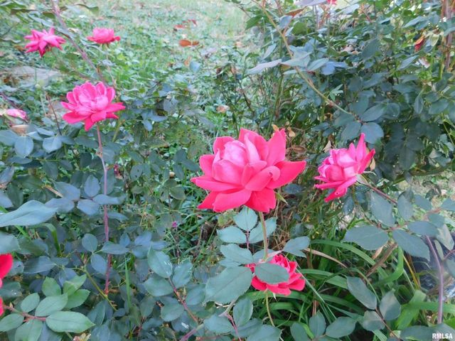 1624 9TH Avenue, Moline, IL 61265