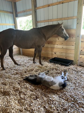 548 Buddy Rd, Burns, TN 37029