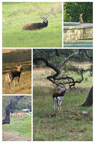 185 Puerto Rico DR, Wimberley, TX 78676