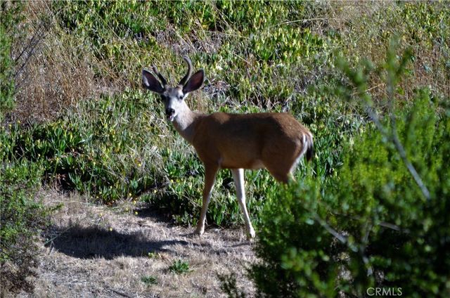 1294 Hollysprings, Santa Maria, CA 93455