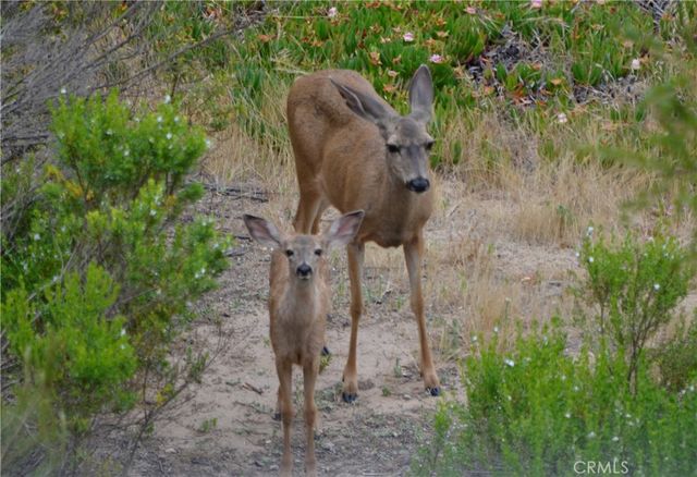 1294 Hollysprings, Santa Maria, CA 93455