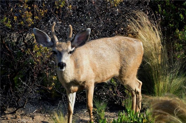 1294 Hollysprings, Santa Maria, CA 93455