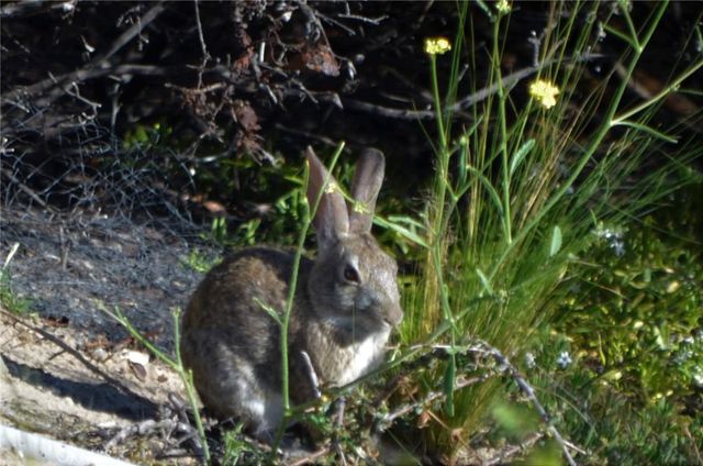 1294 Hollysprings, Santa Maria, CA 93455