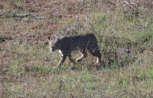 1294 Hollysprings, Santa Maria, CA 93455