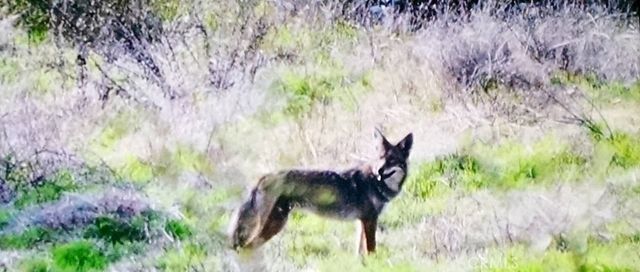 1294 Hollysprings, Santa Maria, CA 93455