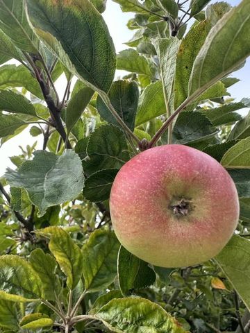 370 Goodwin Drive, San Bruno, CA 94066