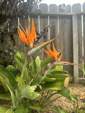 370 Goodwin Drive, San Bruno, CA 94066