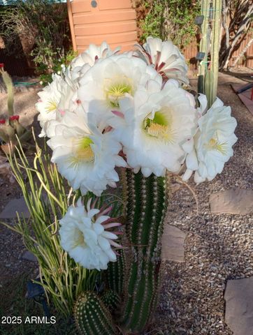 4529 E BERMUDA Street, Tucson, AZ 85712