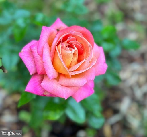 1925 N WESTMORELAND ST, Arlington, VA 22213