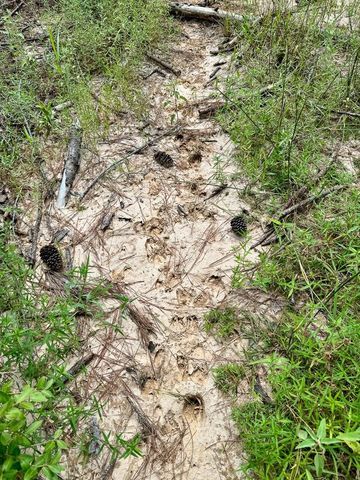 0 Slim Palmer Rd, Zavalla, TX 75980