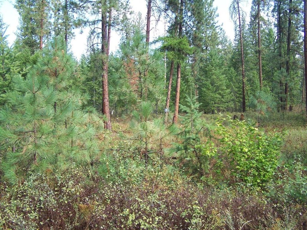 3XXX Lot #11 Larkspur Way, Kettle Falls, WA 99141 photo 6