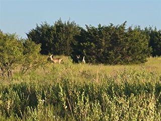 Lot 115 Private Road 16020, Jonesboro, TX 76538