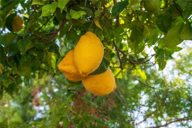 2141 Palermo, Tustin, CA 92782