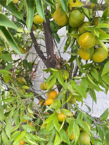 13849 San Antonio Avenue, Chino, CA 91710