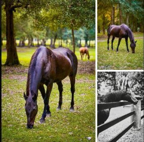 5365 5th Fairway Drive, Hollywood, SC 29449