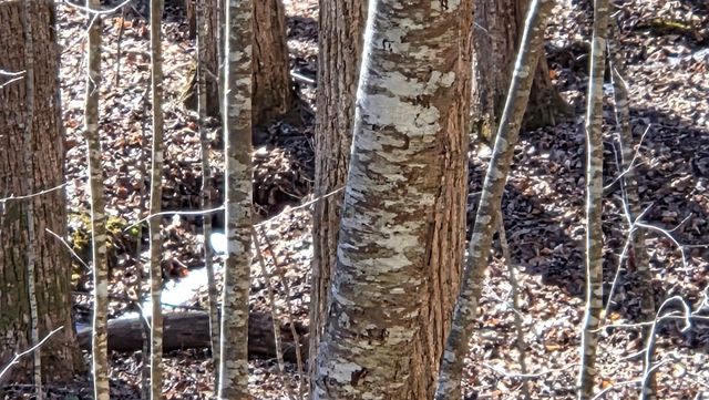 Lt 12 Mountain Laurel Est., Young Harris, GA 30582