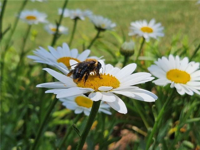 1524 Holly Lake Circle, Snellville, GA 30078