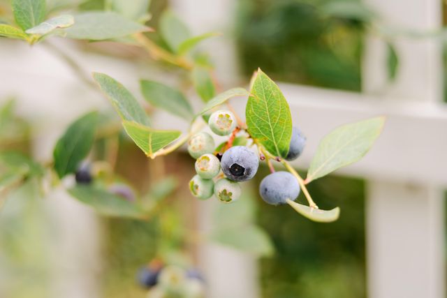 2271 Grace Avenue, Mckinleyville, CA 95519