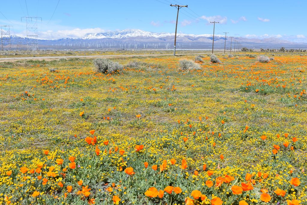 Cor Avenue C12 & 141st St West, Fairmont, CA 93536