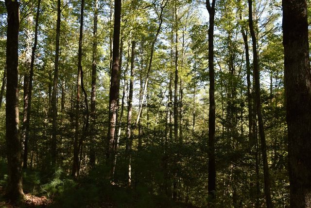 32.98 Ac Zion Hill Road, Ellijay, GA 30540