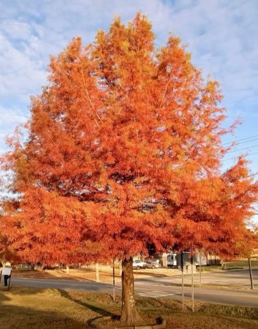 1376 Ardmore Hwy, Taft, TN 38488