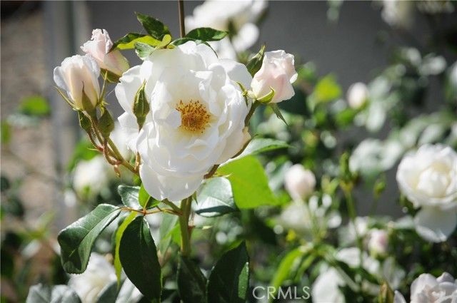 49244 Park Avenue, Morongo Valley, CA 92256