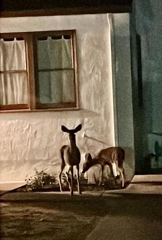 770 Tallent Avenue, San Jose, CA 95127