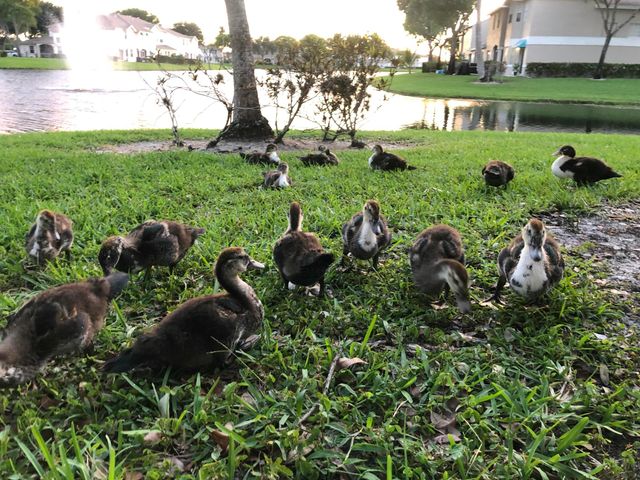 9118 Boca Gardens Parkway F, Boca Raton, FL 33496