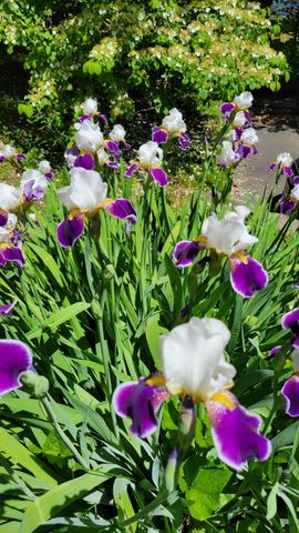 28 Peaslee Court, Hampstead, NH 03841