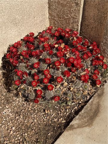 4029 Roma Road, Kingman, AZ 86401