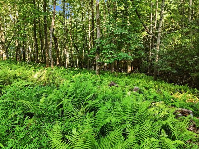 50 Pigeon Creek Road, Blue Ridge, GA 30513