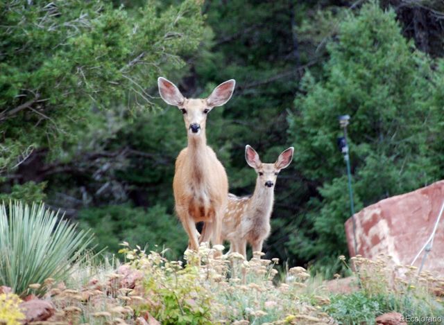 13035 Deer Ridge Way, Larkspur, CO 80118