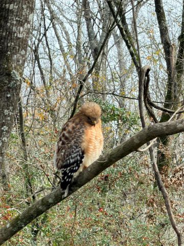 247 N Onalaska, Onalaska, TX 77360