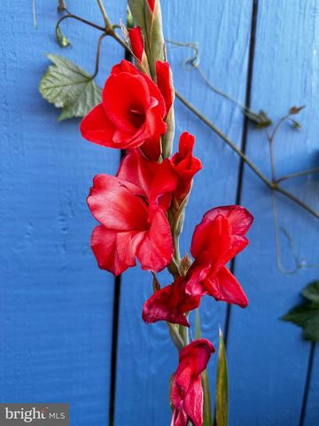 201 FEDERAL ST, Milton, DE 19968