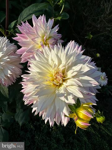 201 FEDERAL ST, Milton, DE 19968