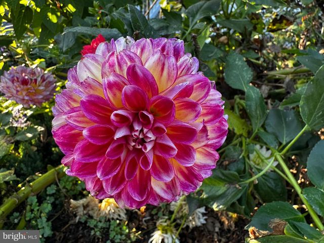 201 FEDERAL ST, Milton, DE 19968