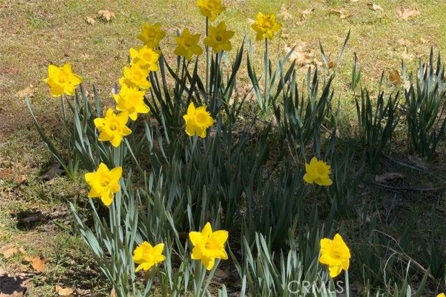 2580 River, Wawona, CA 95389