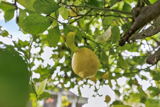 4949 Winter Oak Way, Antelope, CA 95843