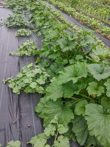 837 County Road 340, West Plains, MO 65775