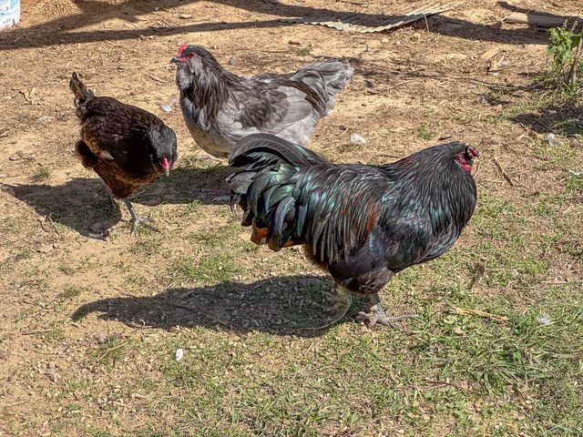 837 County Road 340, West Plains, MO 65775