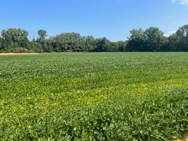 Wilson Road, New Buffalo, MI 49117