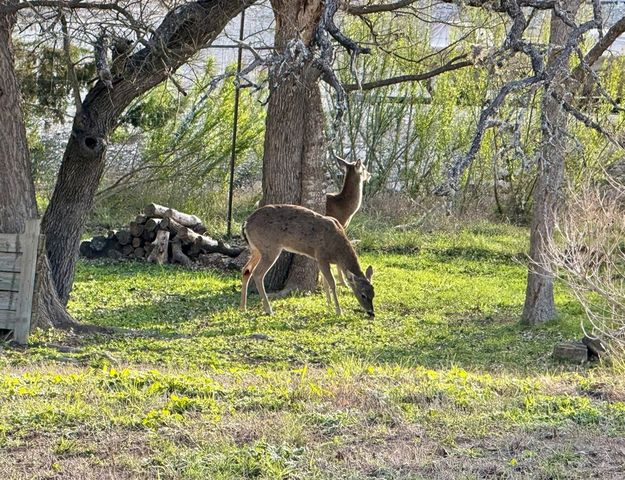 219 Wedgewood Lane, Kerrville, TX 78028