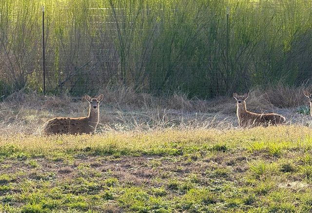 219 Wedgewood Lane, Kerrville, TX 78028