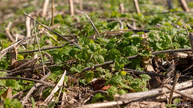 000 Pebble Creek Drive, Elsberry, MO 63343