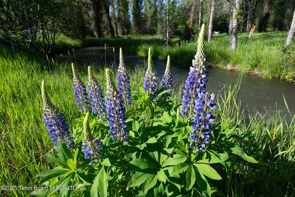 55 S ELY SPRINGS Road, Jackson, WY 83001 photo 17
