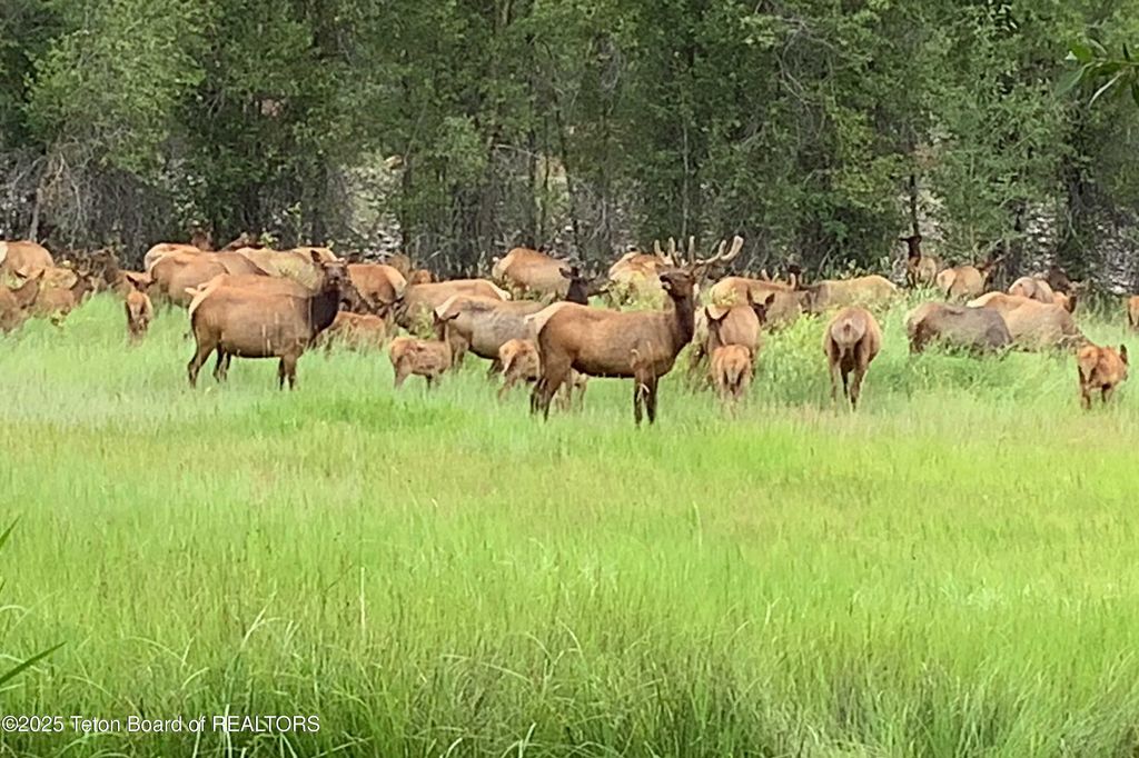 55 S ELY SPRINGS Road, Jackson, WY 83001 photo 63