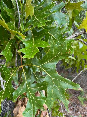 Lot 2 Co Highway 1087, Defuniak Springs, FL 32433