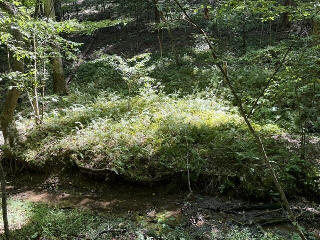 Tr. B&C Bear Hollow Way, Cherry Log, GA 30522