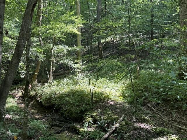 Tr. B&C Bear Hollow Way, Cherry Log, GA 30522