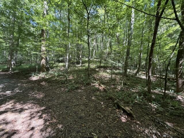 Tr. B&C Bear Hollow Way, Cherry Log, GA 30522